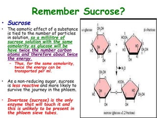 Remember Sucrose?
• Sucrose
• The osmotic effect of a substance
is tied to the number of particles
in solution, so a millilitre of
sucrose solution with the same
osmolarity as glucose will be
have twice the number carbon
atoms and therefore about twice
the energy.
– Thus, for the same osmolarity,
twice the energy can be
transported per ml.
• As a non-reducing sugar, sucrose
is less reactive and more likely to
survive the journey in the phloem.
• Invertase (sucrase) is the only
enzyme that will touch it and
this is unlikely to be present in
the phloem sieve tubes.
 