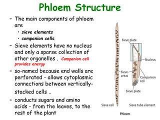 Phloem Structure
– The main components of phloem
are
• sieve elements
• companion cells.
– Sieve elements have no nucleus
and only a sparse collection of
other organelles . Companion cell
provides energy
– so-named because end walls are
perforated - allows cytoplasmic
connections between vertically-
stacked cells .
– conducts sugars and amino
acids - from the leaves, to the
rest of the plant
 