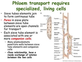 Phloem transport requires
specialized, living cells
• Sieve tubes elements join
to form continuous tube
• Pores in sieve plate
between sieve tube
elements are open channels
for transport
• Each sieve tube element is
associated with one or
more companion cells.
– Many plasmodesmata
penetrate walls between sieve
tube elements and companion
cells
– Close relationship, have a
ready exchange of solutes
between the two cells
 