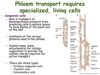 Phloem transport requires
specialized, living cells
• Companion cells:
– Role in transport of
photosynthesis products from
producing cells in mature leaves
to sieve plates of the small vein
of the leaf
– Synthesis of the various
proteins used in the phloem
– Contain many, many
mitochondria for cellular
respiration to provide the
cellular energy required for
active transport
– There ate three types
• Ordinary companion cells
• Transfer cells
• Intermediary cells
 