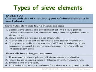 Types of sieve elements
 