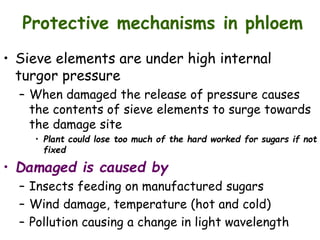 Protective mechanisms in phloem
• Sieve elements are under high internal
turgor pressure
– When damaged the release of pressure causes
the contents of sieve elements to surge towards
the damage site
• Plant could lose too much of the hard worked for sugars if not
fixed
• Damaged is caused by
– Insects feeding on manufactured sugars
– Wind damage, temperature (hot and cold)
– Pollution causing a change in light wavelength
 