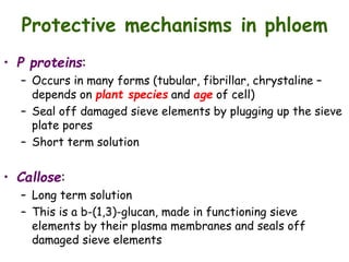 Protective mechanisms in phloem
• P proteins:
– Occurs in many forms (tubular, fibrillar, chrystaline –
depends on plant species and age of cell)
– Seal off damaged sieve elements by plugging up the sieve
plate pores
– Short term solution
• Callose:
– Long term solution
– This is a b-(1,3)-glucan, made in functioning sieve
elements by their plasma membranes and seals off
damaged sieve elements
 