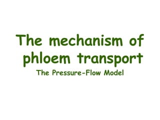 The mechanism of
phloem transport
The Pressure-Flow Model
 