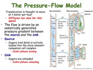 The Pressure-Flow Model
Translocation is thought to move
at 1 meter per hour
– Diffusion too slow for this
speed
• The flow is driven by an
osmotically generated
pressure gradient between
the source and the sink.
• Source
– Sugars (red dots) is actively
loaded into the sieve element-
companion cell complex
• Called phloem loading
• Sink
– Sugars are unloaded
• Called phloem unloading
 