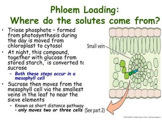 Phloem Loading:
Where do the solutes come from?
• Triose phosphate – formed
from photosynthesis during
the day is moved from
chloroplast to cytosol
• At night, this compound,
together with glucose from
stored starch, is converted to
sucrose
– Both these steps occur in a
mesophyll cell
• Sucrose then moves from the
mesophyll cell via the smallest
veins in the leaf to near the
sieve elements
– Known as short distance pathway
– only moves two or three cells
 