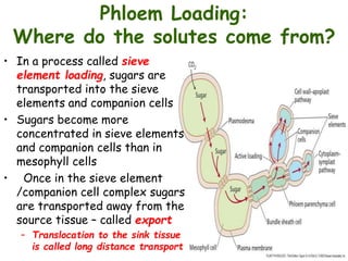 Phloem Loading:
Where do the solutes come from?
• In a process called sieve
element loading, sugars are
transported into the sieve
elements and companion cells
• Sugars become more
concentrated in sieve elements
and companion cells than in
mesophyll cells
• Once in the sieve element
/companion cell complex sugars
are transported away from the
source tissue – called export
– Translocation to the sink tissue
is called long distance transport
 
