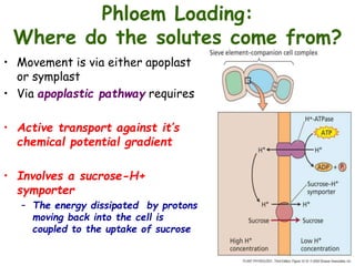Phloem Loading:
Where do the solutes come from?
• Movement is via either apoplast
or symplast
• Via apoplastic pathway requires
• Active transport against it’s
chemical potential gradient
• Involves a sucrose-H+
symporter
– The energy dissipated by protons
moving back into the cell is
coupled to the uptake of sucrose
 