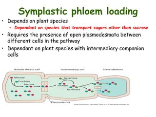 Symplastic phloem loading
• Depends on plant species
– Dependant on species that transport sugars other than sucrose
• Requires the presence of open plasmodesmata between
different cells in the pathway
• Dependant on plant species with intermediary companion
cells
 