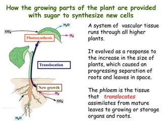 How the growing parts of the plant are provided
with sugar to synthesize new cells
Photosynthesis
New growth
Translocation
A system of vascular tissue
runs through all higher
plants.
It evolved as a response to
the increase in the size of
plants, which caused an
progressing separation of
roots and leaves in space.
The phloem is the tissue
that translocates
assimilates from mature
leaves to growing or storage
organs and roots.
 