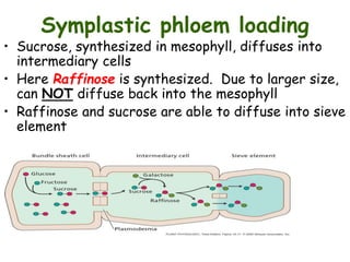 Symplastic phloem loading
• Sucrose, synthesized in mesophyll, diffuses into
intermediary cells
• Here Raffinose is synthesized. Due to larger size,
can NOT diffuse back into the mesophyll
• Raffinose and sucrose are able to diffuse into sieve
element
 