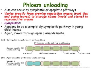 Phloem unloading
• Also can occur by symplastic or apoplatic pathways
• Varies greatly from growing vegetative organs (root tips
and young leaves) to storage tissue (roots and stems) to
reproductive organs
• Symplastic:
• Appears to be a completely symplastic pathway in young
dicot leaves
• Again, moves through open plasmodesmata
 