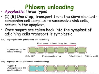 Phloem unloading
• Apoplastic: three types
• (1) [B] One step, transport from the sieve element-
companion cell complex to successive sink cells,
occurs in the apoplast.
• Once sugars are taken back into the symplast of
adjoining cells transport is symplastic
 