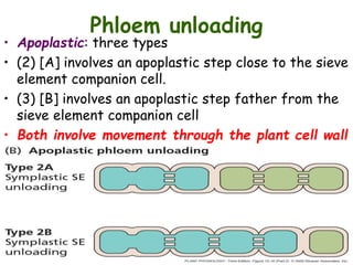Phloem unloading
• Apoplastic: three types
• (2) [A] involves an apoplastic step close to the sieve
element companion cell.
• (3) [B] involves an apoplastic step father from the
sieve element companion cell
• Both involve movement through the plant cell wall
 
