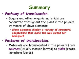 Summary
• Pathway of translocation:
– Sugars and other organic materials are
conducted throughout the plant in the phloem
by means of sieve elements
• Sieve elements display a variety of structural
adaptations that make the well suited for
transport
• Patterns of translocation:
– Materials are translocated in the phloem from
sources (usually mature leaves) to sinks (roots,
immature leaves)
 