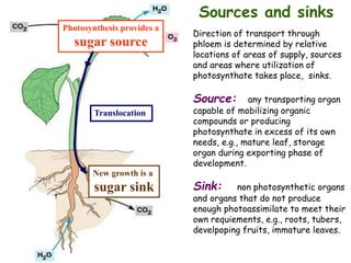 Sources and sinks
Direction of transport through
phloem is determined by relative
locations of areas of supply, sources
and areas where utilization of
photosynthate takes place, sinks.
Source: any transporting organ
capable of mobilizing organic
compounds or producing
photosynthate in excess of its own
needs, e.g., mature leaf, storage
organ during exporting phase of
development.
Sink: non photosynthetic organs
and organs that do not produce
enough photoassimilate to meet their
own requiements, e.g., roots, tubers,
develpoping fruits, immature leaves.
Photosynthesis provides a
sugar source
New growth is a
sugar sink
Translocation
 