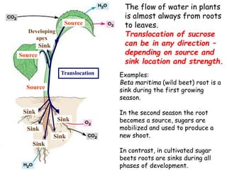 Multiple sources and sinks
Examples:
Beta maritima (wild beet) root is a
sink during the first growing
season.
In the second season the root
becomes a source, sugars are
mobilized and used to produce a
new shoot.
In contrast, in cultivated sugar
beets roots are sinks during all
phases of development.
Translocation
Source
Source
Source
Sink
Sink
Sink
Sink
Sink
Sink
Developing
apex
The flow of water in plants
is almost always from roots
to leaves.
Translocation of sucrose
can be in any direction –
depending on source and
sink location and strength.
 