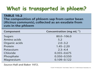 What is transported in phloem?
 