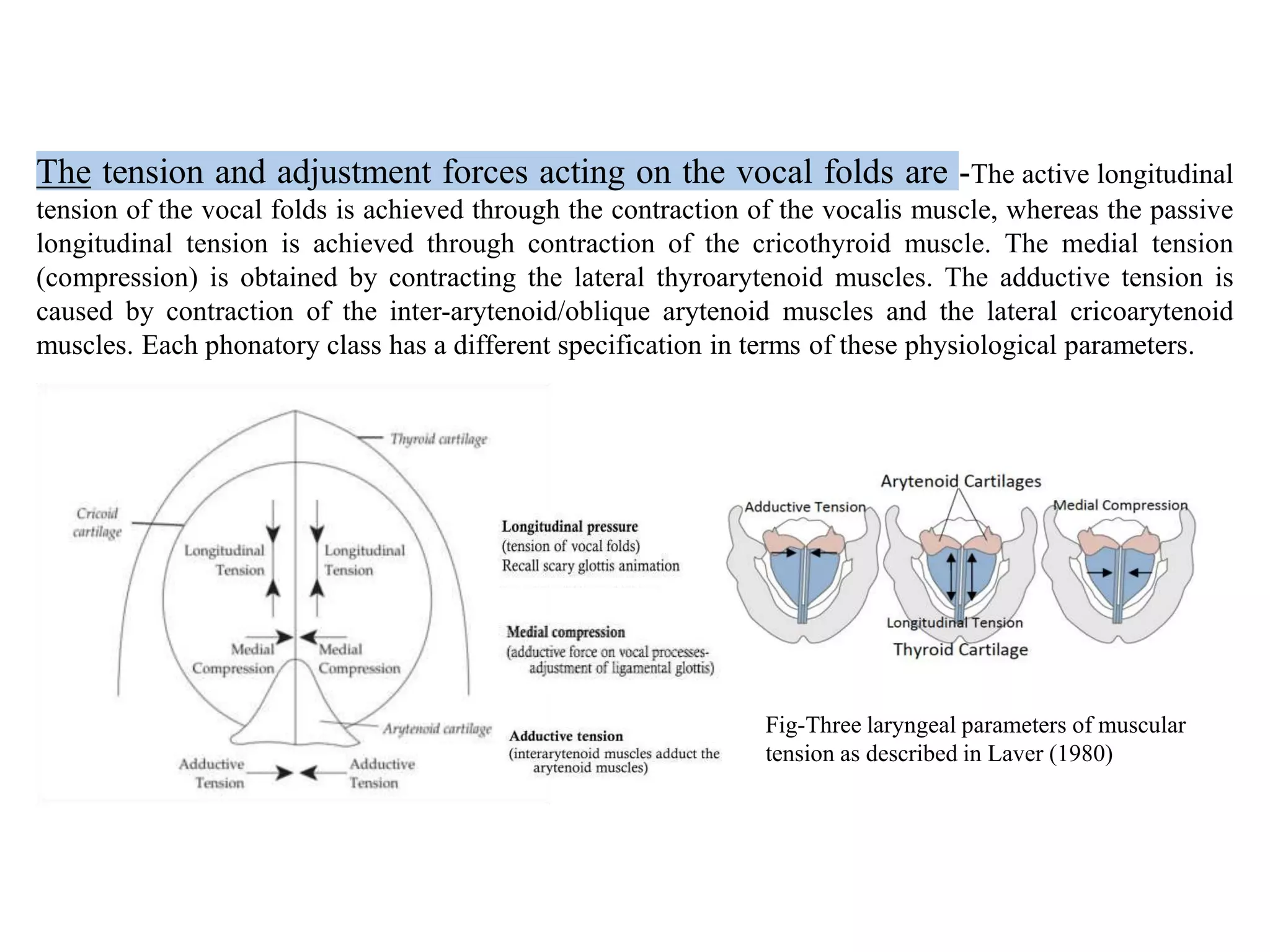 The tension and adjustment forces acting on the vocal folds are -The active longitudinal
tension of the vocal folds is achieved through the contraction of the vocalis muscle, whereas the passive
longitudinal tension is achieved through contraction of the cricothyroid muscle. The medial tension
(compression) is obtained by contracting the lateral thyroarytenoid muscles. The adductive tension is
caused by contraction of the inter-arytenoid/oblique arytenoid muscles and the lateral cricoarytenoid
muscles. Each phonatory class has a different specification in terms of these physiological parameters.
Fig-Three laryngeal parameters of muscular
tension as described in Laver (1980)
 