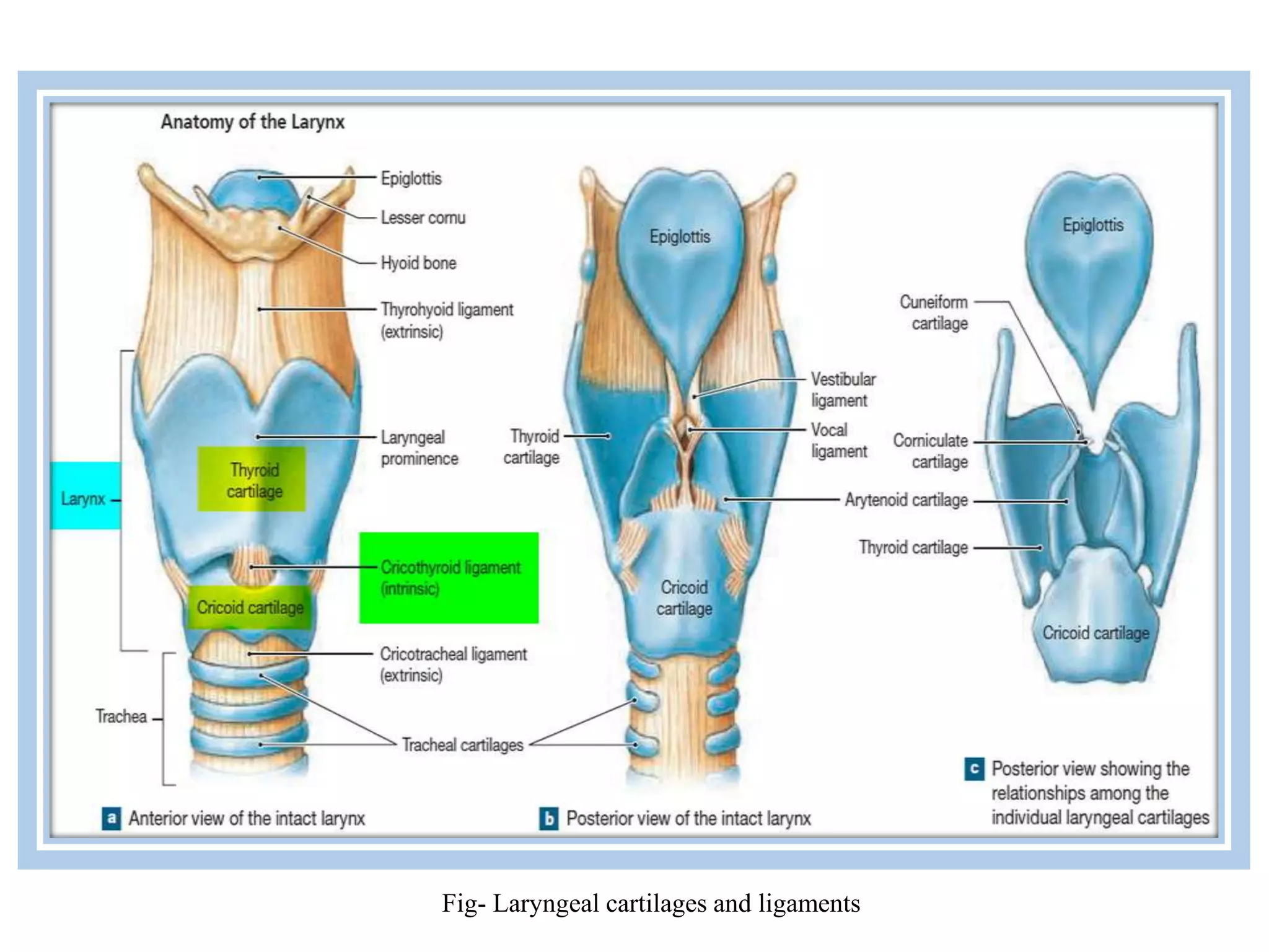 Fig- Laryngeal cartilages and ligaments
 