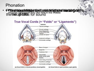 Speech Processes (Phonation and Articulation) | PPT