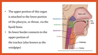 • The upper portion of this organ
is attached to the lower portion
of the pharynx, or throat, via the
hyoid bone.
• Its lower border connects to the
upper portion of
the trachea (also known as the
windpipe)
https://thancguide.org/cancer-types/throat/pharyngeal/hypopharyngeal/anatomy/
 