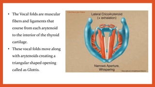 • The Vocal folds are muscular
fibers and ligaments that
course from each arytenoid
to the interior of the thyroid
cartilage.
• These vocal folds move along
with arytenoids creating a
triangular shaped opening
called as Glottis. https://gfycat.com/gifs/search/larynx
Click here for Video
 
