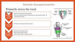 Intrinsic laryngeal muscles
Primarily moves the vocal
folds.
Adductors
(bring
together)
• Lateral cricoarytenoid muscles
• Inter arytenoid muscles (Transverse arytenoid muscle &
arytenoid muscle)
Abductors
(opens)
• Posterior cricoarytenoid muscles
Tensors
(stretch or
tighten)
• Cricoarytenoid muscles
• Thyroarytenoid muscle
• Some part of the vocalis muscle
https://teachmeanatomy.info/neck/viscera/larynx/muscles/
https://teachmeanatomy.info/neck/viscera/larynx/muscles/
 