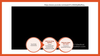 Abductors (takes
them apart
Transverse
arytenoid muscles
Adductors (bring
together)
Lateral
Cricoarytenoids
muscle & Inter
arytenoid muscles
Vocal folds
movements
https://www.youtube.com/watch?v=DXZZpMwPeJ4
 