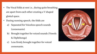 • The Vocal folds at rest i.e., during quite breathing
are apart from each other creating a V shaped
glottal space.
• During running speech, the folds are
a) Separated for Voiceless speech sounds
(consonants)
b) Brought together for voiced sounds (Vowels
& Diphthongs)
c) Less firmly brought together for voiced
consonants.
 