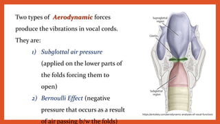 Two types of Aerodynamic forces
produce the vibrations in vocal cords.
They are:
1) Subglottal air pressure
(applied on the lower parts of
the folds forcing them to
open)
2) Bernoulli Effect (negative
pressure that occurs as a result
of air passing b/w the folds)
https://entokey.com/aerodynamic-analyses-of-vocal-function/
 