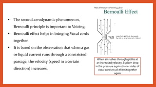  The second aerodynamic phenomenon,
Bernoulli principle is important to Voicing.
 Bernoulli effect helps in bringing Vocal cords
together.
 It is based on the observation that when a gas
or liquid current runs through a constricted
passage, the velocity (speed in a certain
direction) increases.
When air rushes through glottis at
an increased velocity, Sudden drop
in the pressure against inner sides of
vocal cords stuck them together
again
https://slideplayer.com/slide/4544607/
 