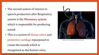 • The second system of interest in
speech production after Respiratory
system is the Phonatory system,
which is responsible for producing
sound.
• This is a system of throat valves and
protective cartilage repurposed to
create the sounds which is
recognized as the human voice.
https://study.com/academy/lesson/the-physiology-of-human-language-speech.html
https://tenor.com/search/lungs-breathing-gifs
Click here for Video
 