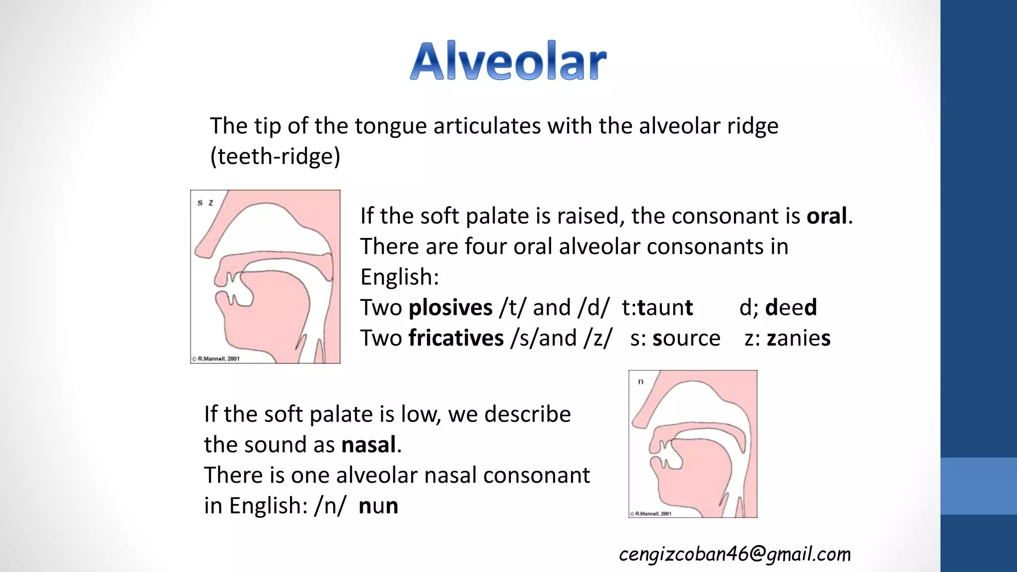 The tip of the tongue articulates with the alveolar ridge
(teeth-ridge)
If the soft palate is raised, the consonant is oral.
There are four oral alveolar consonants in
English:
Two plosives /t/ and /d/ t:taunt d; deed
Two fricatives /s/and /z/ s: source z: zanies
If the soft palate is low, we describe
the sound as nasal.
There is one alveolar nasal consonant
in English: /n/ nun
cengizcoban46@gmail.com
 