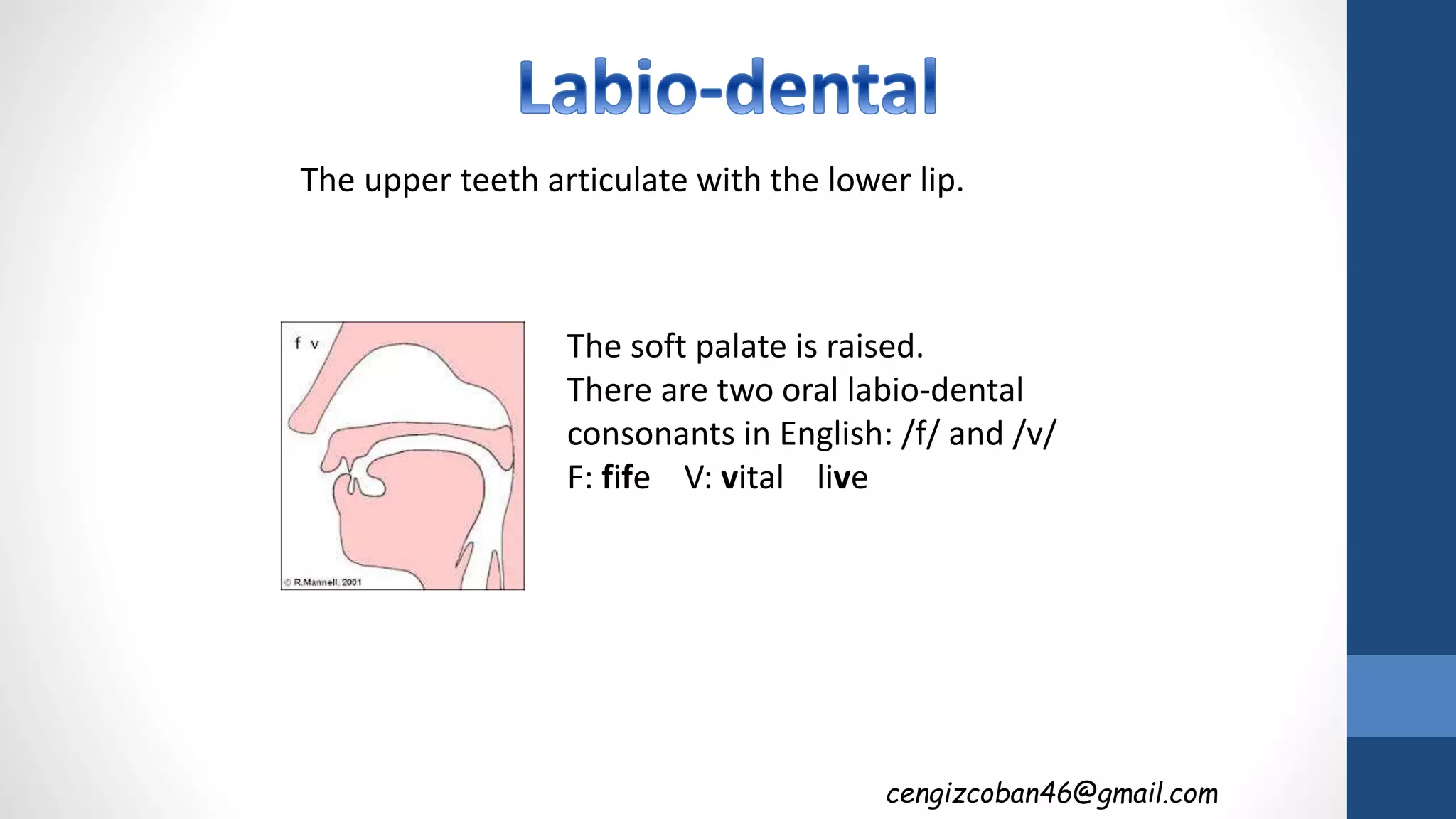 The soft palate is raised.
There are two oral labio-dental
consonants in English: /f/ and /v/
F: fife V: vital live
The upper teeth articulate with the lower lip.
cengizcoban46@gmail.com
 
