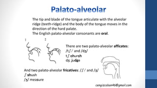 cengizcoban46@gmail.com
The tip and blade of the tongue articulate with the alveolar
ridge (teeth-ridge) and the body of the tongue moves in the
direction of the hard palate.
The English palato-alveolar consonants are oral.
There are two palato-alveolar afficates:
/tʃ/ and /dʒ/
tʃ:church
dʒ: judge
And two palato-alveolar fricatives: /ʃ/ and /ʒ/
ʃ:shush
/ʒ/ measure
 