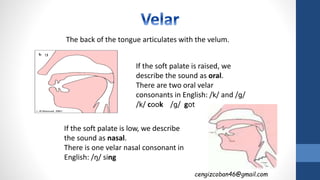 cengizcoban46@gmail.com
The back of the tongue articulates with the velum.
If the soft palate is raised, we
describe the sound as oral.
There are two oral velar
consonants in English: /k/ and /ɡ/
/k/ cook /ɡ/ got
If the soft palate is low, we describe
the sound as nasal.
There is one velar nasal consonant in
English: /ŋ/ sing
 