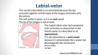 cengizcoban46@gmail.com
This sound is described as co-articulated because the lips
articulate together and the back of the tongue articulates with
the vellum.
The soft palate is raises, so it is an oral sound.
The tip of the tongue is not at work.
The English labial-velar /w/is produced
with no friction or obstruction in the
mouth cavity. It is described as an
approximant.
It is also described as a semi-vowel
because it is phonetically like a vowel, but
phonologically like consonants.
(Roach:2005)
/w/ wet
 