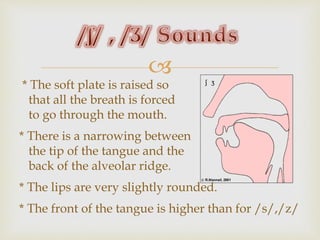 
* The soft plate is raised so
that all the breath is forced
to go through the mouth.
* There is a narrowing between
the tip of the tangue and the
back of the alveolar ridge.
* The lips are very slightly rounded.
* The front of the tangue is higher than for /s/,/z/
 