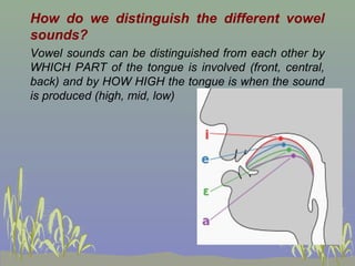 How do we distinguish the different vowel
sounds?
Vowel sounds can be distinguished from each other by
WHICH PART of the tongue is involved (front, central,
back) and by HOW HIGH the tongue is when the sound
is produced (high, mid, low)

 