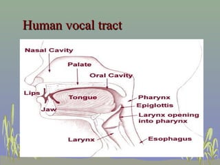 Human vocal tract

 