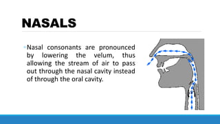 NASALS
◦Nasal consonants are pronounced
by lowering the velum, thus
allowing the stream of air to pass
out through the nasal cavity instead
of through the oral cavity.
 