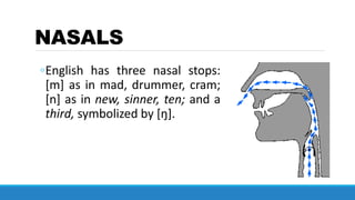 NASALS
◦English has three nasal stops:
[m] as in mad, drummer, cram;
[n] as in new, sinner, ten; and a
third, symbolized by [ŋ].
 