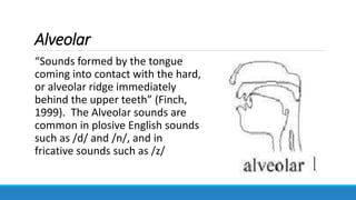 Alveolar
“Sounds formed by the tongue
coming into contact with the hard,
or alveolar ridge immediately
behind the upper teeth” (Finch,
1999). The Alveolar sounds are
common in plosive English sounds
such as /d/ and /n/, and in
fricative sounds such as /z/
 