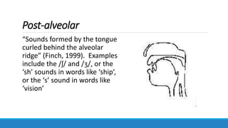 Post-alveolar
“Sounds formed by the tongue
curled behind the alveolar
ridge” (Finch, 1999). Examples
include the /ʃ/ and /ʒ/, or the
‘sh’ sounds in words like ‘ship’,
or the ‘s’ sound in words like
‘vision’
 