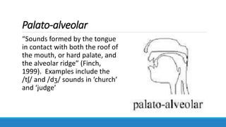 Palato-alveolar
“Sounds formed by the tongue
in contact with both the roof of
the mouth, or hard palate, and
the alveolar ridge” (Finch,
1999). Examples include the
/tʃ/ and /dʒ/ sounds in ‘church’
and ‘judge’
 
