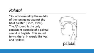 Palatal
“Sounds formed by the middle
of the tongue up against the
hard palate” (Finch, 1999).
The /j/ sound is the only
consistent example of a palatal
sound in English. This sound
forms the ‘y’ in words like ‘yes’
and ‘yellow’.
 