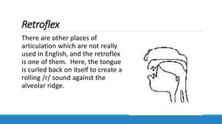 Retroflex
There are other places of
articulation which are not really
used in English, and the retroflex
is one of them. Here, the tongue
is curled back on itself to create a
rolling /r/ sound against the
alveolar ridge.
 