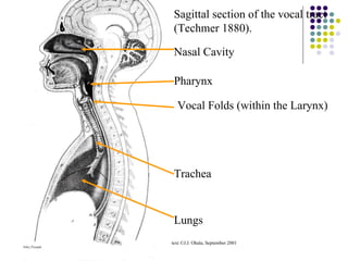 Sagittal section of the vocal tract (Techmer 1880). text ©J.J. Ohala, September 2001 Lungs Trachea Vocal Folds (within the Larynx) Pharynx Nasal Cavity 