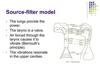 Source-filter model The lungs provide the power. The larynx is a valve. Air forced through the larynx causes it to vibrate (Bernoulli’s principle). The vibrations resonate in the upper cavities. 